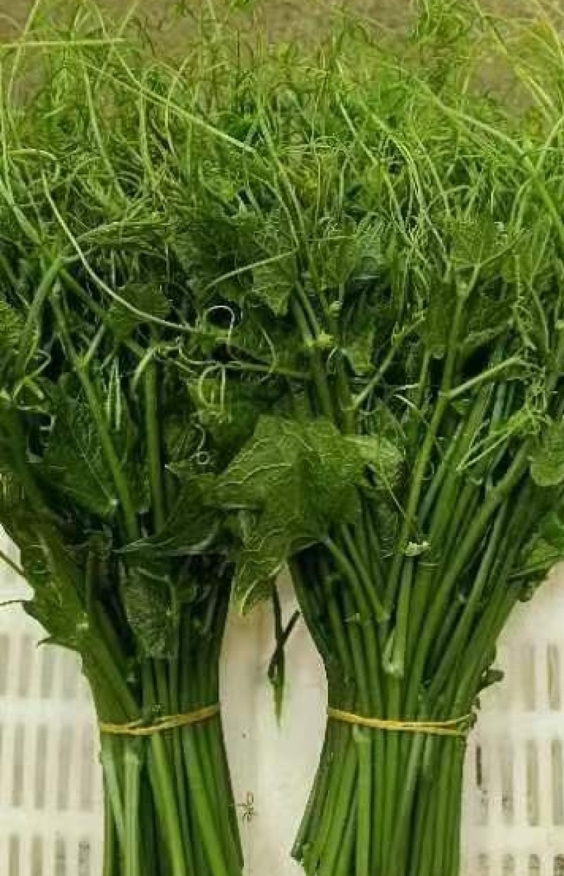 龙须菜/瓜尖/不用打药的零农残的蔬菜，支持空运/冷链物流