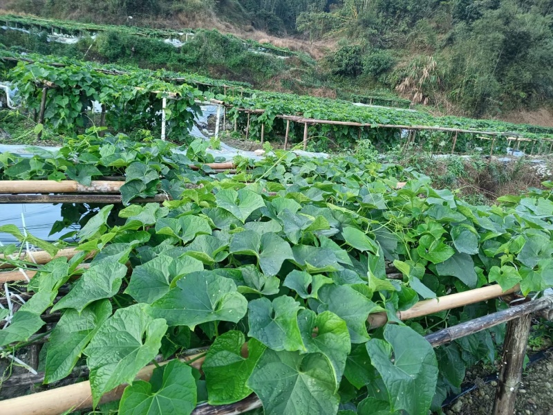 龙须菜/瓜尖/不用打药的零农残的蔬菜，支持空运/冷链物流