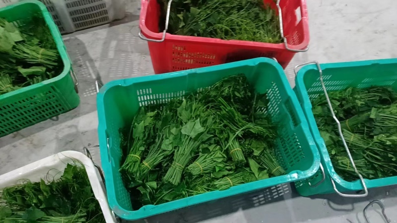 龙须菜/瓜尖/不用打药的零农残的蔬菜，支持空运/冷链物流