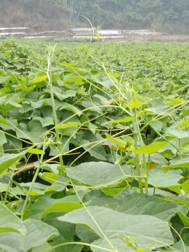 龙须菜/瓜尖/不用打药的零农残的蔬菜，支持空运/冷链物流