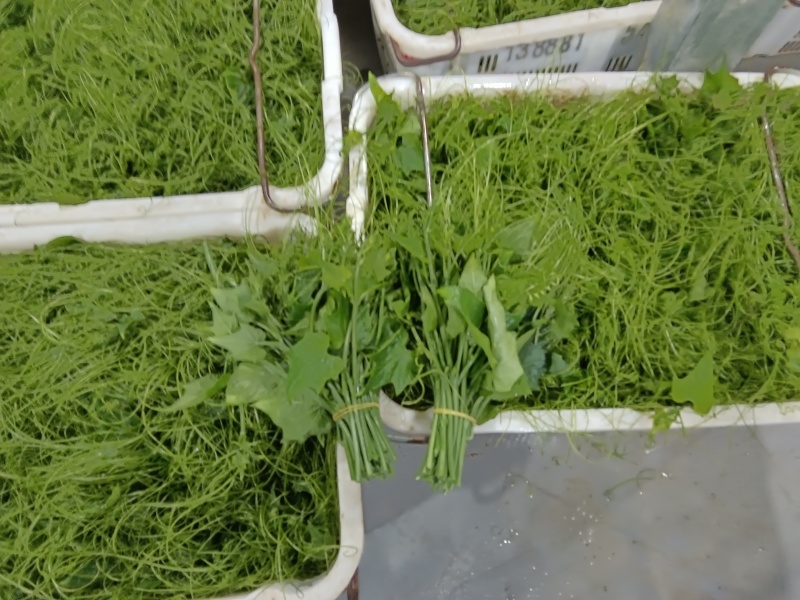龙须菜/瓜尖/不用打药的零农残的蔬菜，支持空运/冷链物流