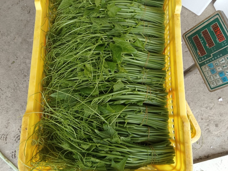 龙须菜/瓜尖/不用打药的零农残的蔬菜，支持空运/冷链物流