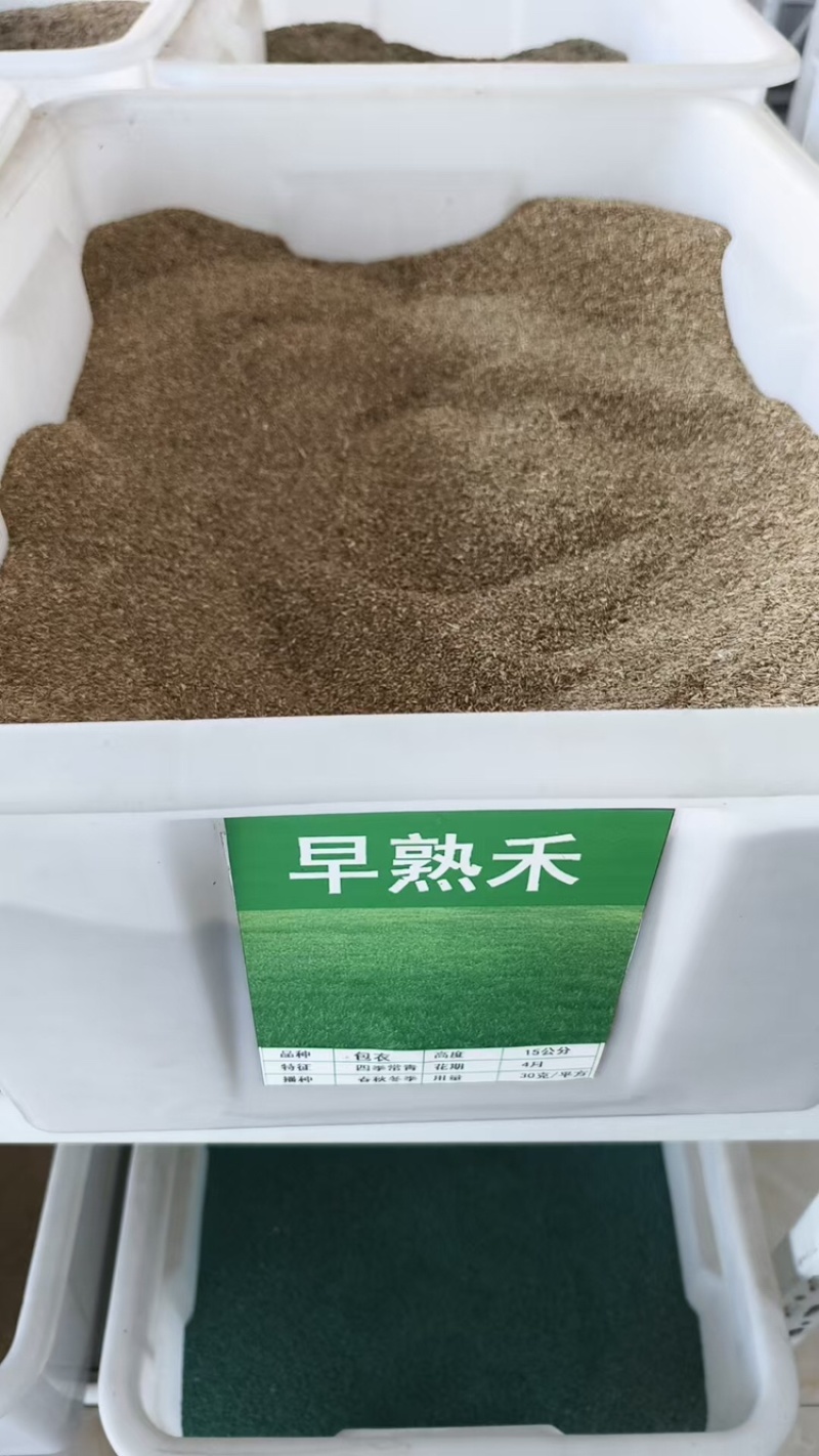 早熟禾种子