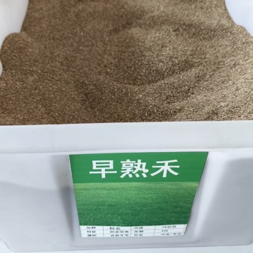 早熟禾种子