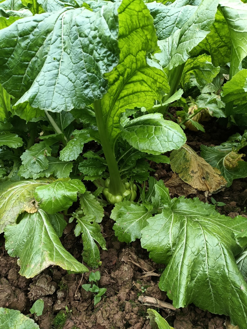 2025鲜榨菜年后走量