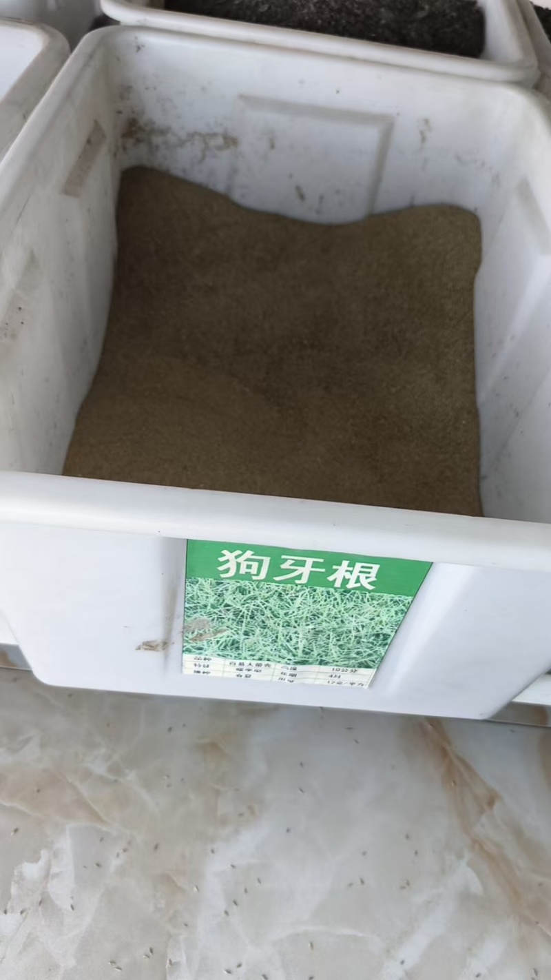 【草坪种子】狗牙根种子四季常青护坡草籽耐旱耐践踏