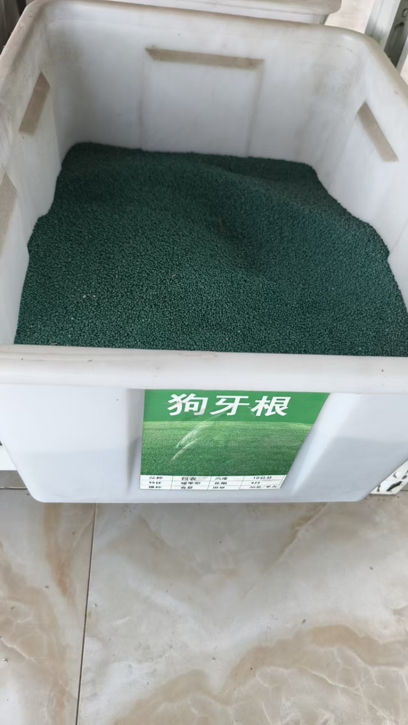 【草坪种子】狗牙根种子四季常青护坡草籽耐旱耐践踏