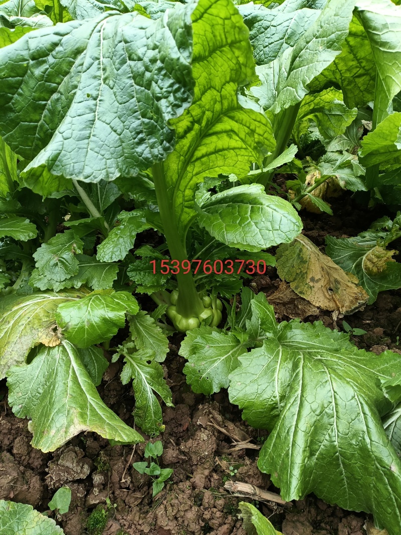 2025鲜榨菜年后走量
