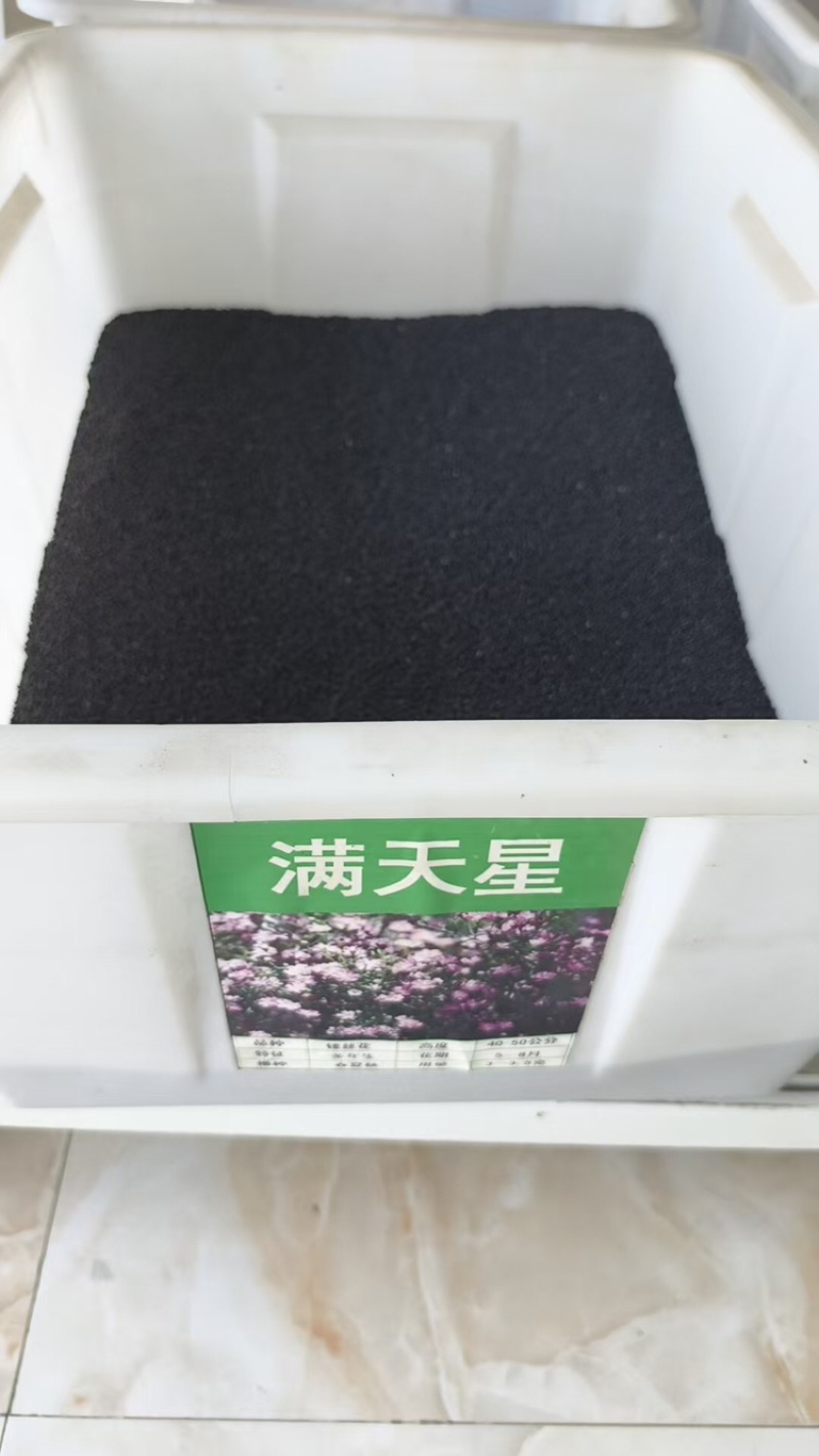 【实力推荐】满天星种子易爆盆四季种易活欢迎咨询