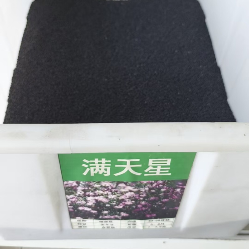 【实力推荐】满天星种子易爆盆四季种易活欢迎咨询