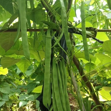 绿箭扁豆种子高产早熟宽芸豆超宽油豆种子蔬菜