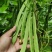 绿箭扁豆种子高产早熟宽芸豆超宽油豆种子蔬菜