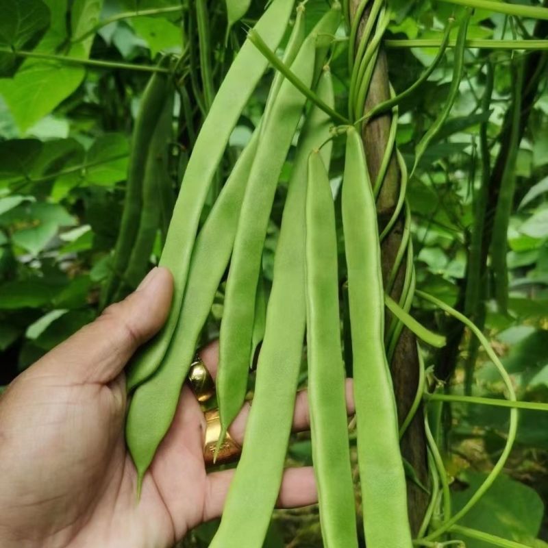 绿箭扁豆种子高产早熟宽芸豆超宽油豆种子蔬菜