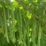 绿箭扁豆种子高产早熟宽芸豆超宽油豆种子蔬菜