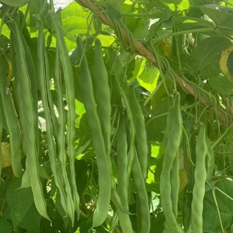 绿箭扁豆种子高产早熟宽芸豆超宽油豆种子蔬菜