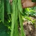 绿箭扁豆种子高产早熟宽芸豆超宽油豆种子蔬菜