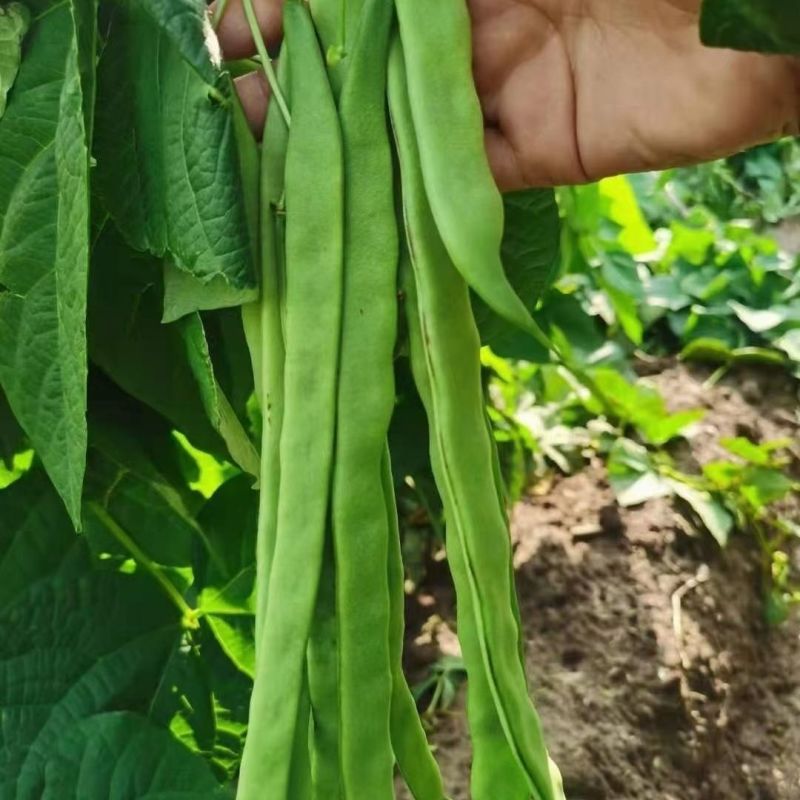 绿箭扁豆种子高产早熟宽芸豆超宽油豆种子蔬菜