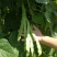 绿箭扁豆种子高产早熟宽芸豆超宽油豆种子蔬菜