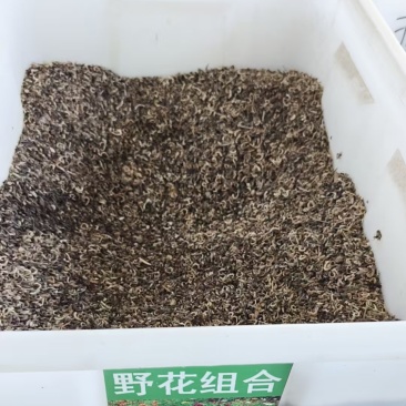 野花组合种子多年生四季开花不断存活率高