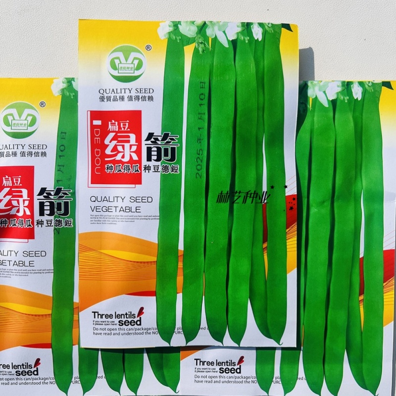绿箭扁豆种子高产早熟宽芸豆超宽油豆种子蔬菜