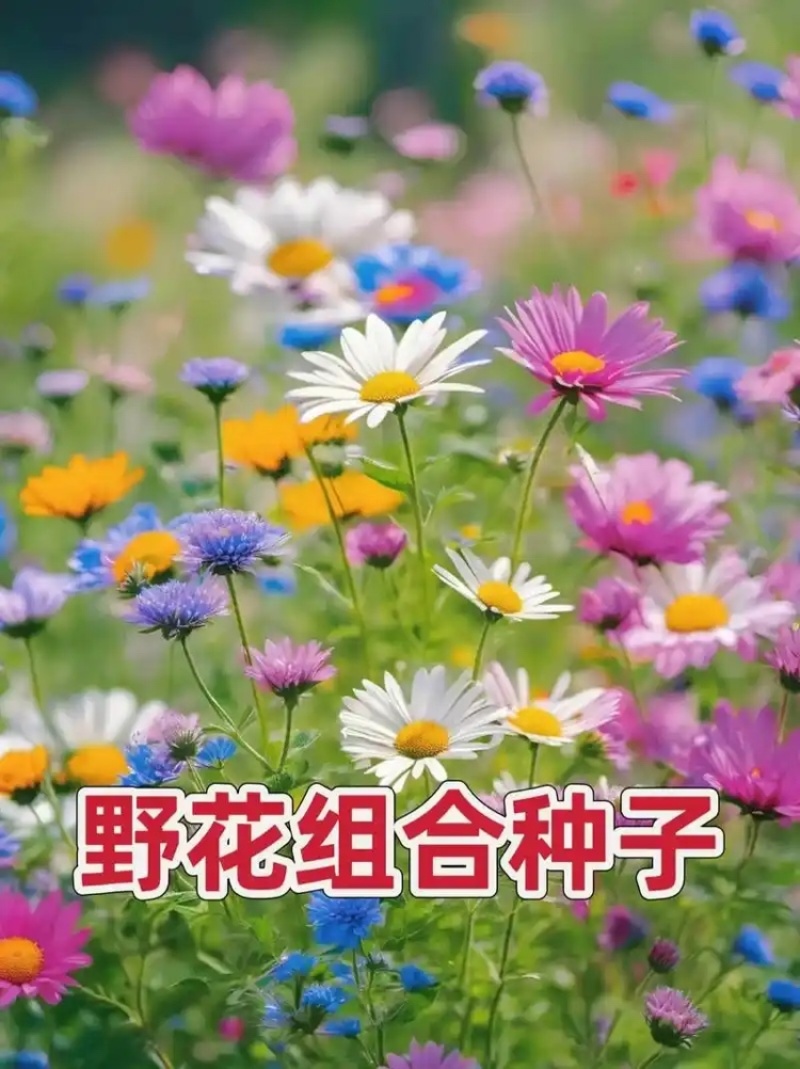 野花组合种子多年生四季开花不断存活率高