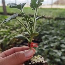 甜王西瓜苗，嫁接甜王西瓜苗，大果甜王西瓜苗