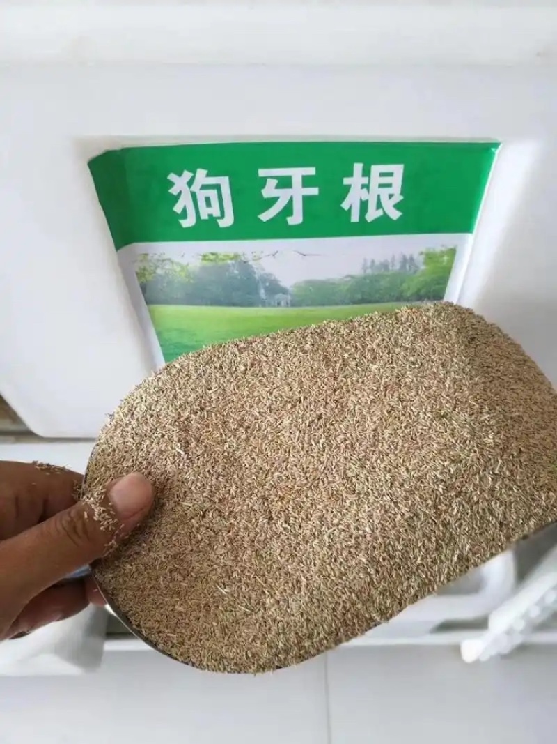 【草坪种子】狗牙根种子四季常青护坡草籽耐旱耐践踏