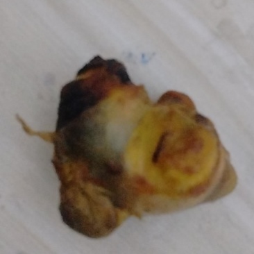 鸡宝