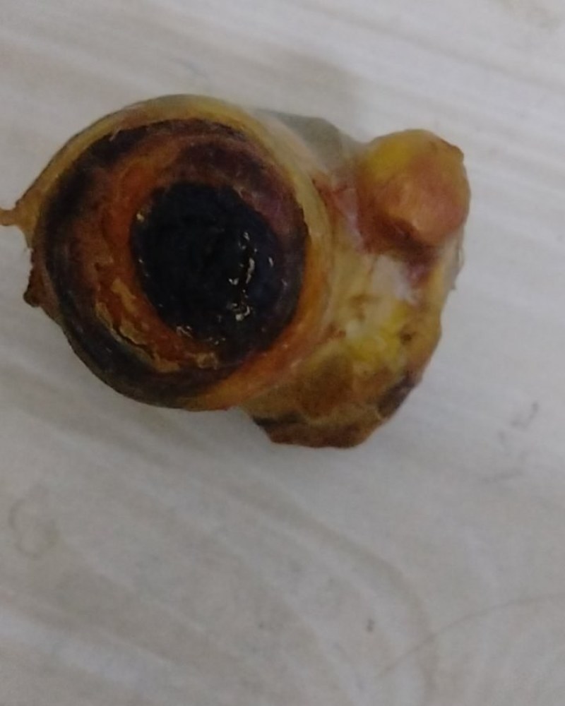 鸡宝