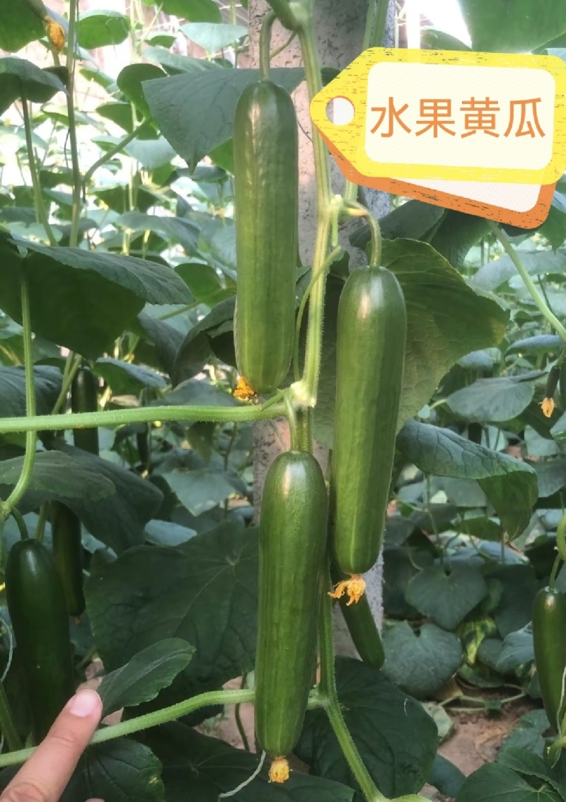 短把密刺黄瓜苗嫁接黄瓜苗水果黄瓜嫁接苗一手货源苗场直发
