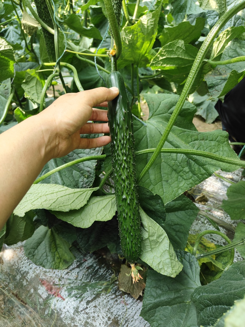 短把密刺黄瓜苗嫁接黄瓜苗水果黄瓜嫁接苗一手货源苗场直发