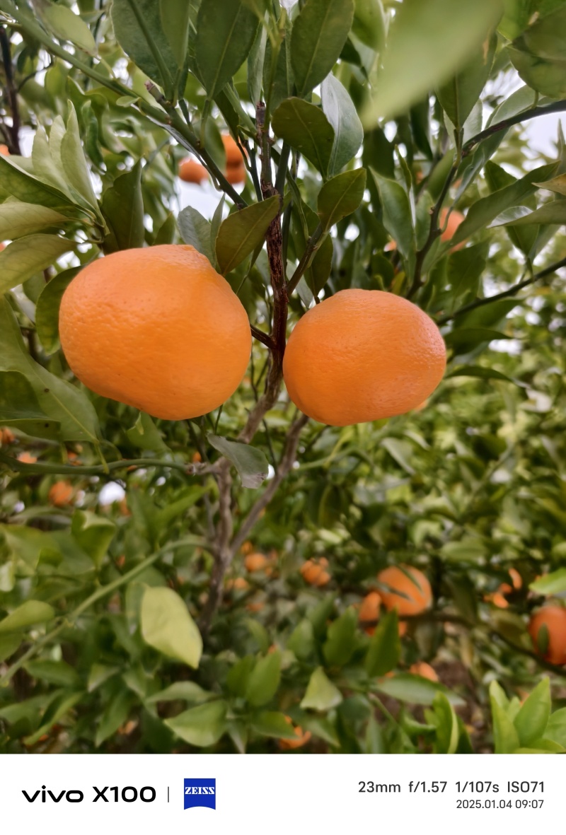 四川耙耙柑大量上市中，口感纯甜，支持一件代发
