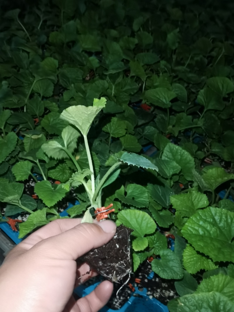星甜二十甜瓜苗，嫁接星甜二十，自根苗，大量供应