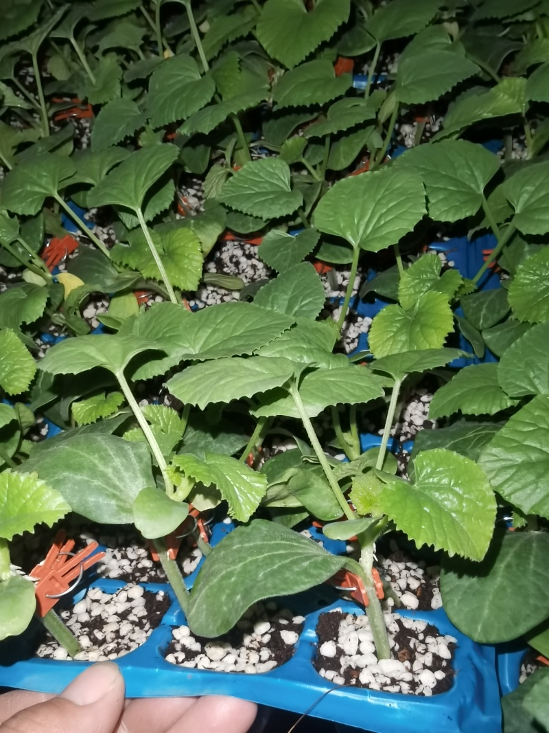 星甜二十甜瓜苗，嫁接星甜二十，自根苗，大量供应