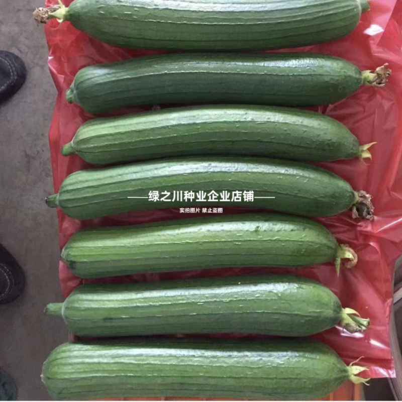 春润油靓5号丝瓜种子早熟短棒油亮香丝瓜种籽高产水瓜种清香