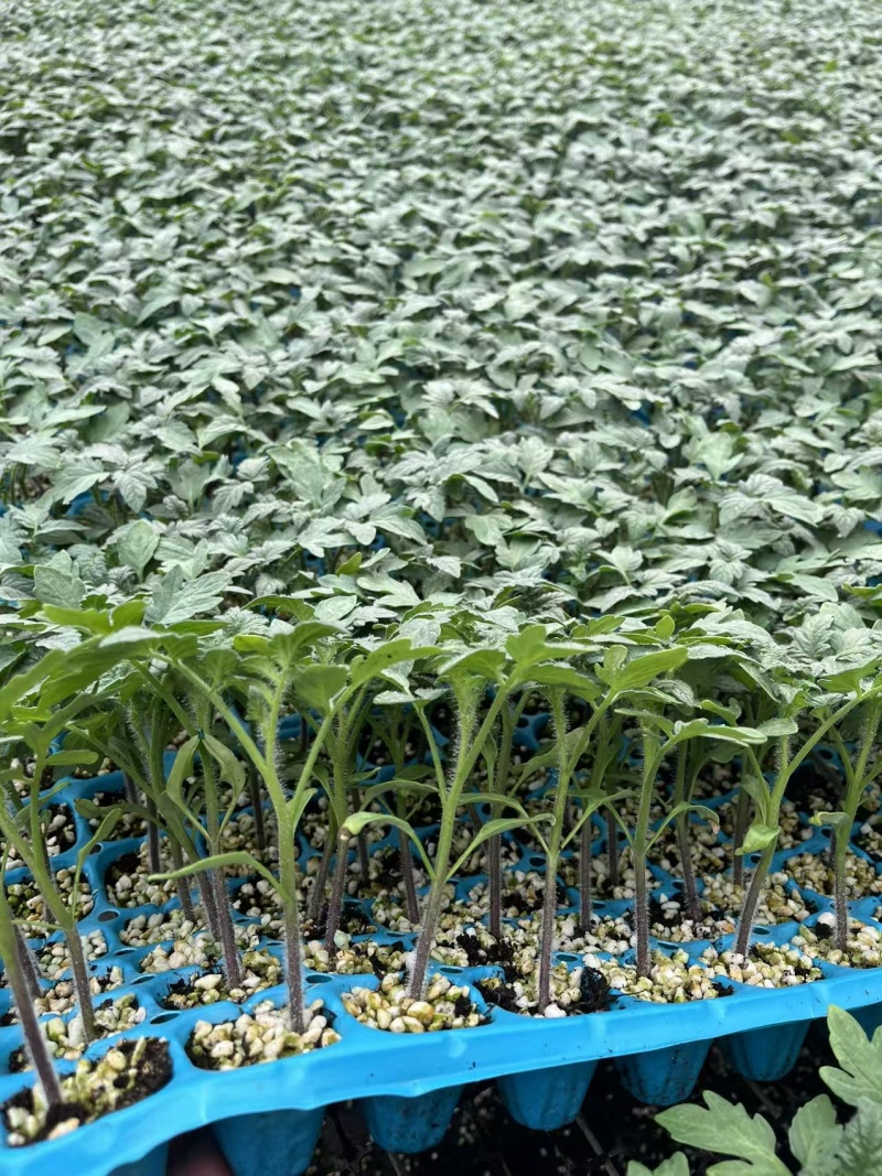 特色口感小番茄苗水果小西红柿苗各种圣女果苗口感好糖度高