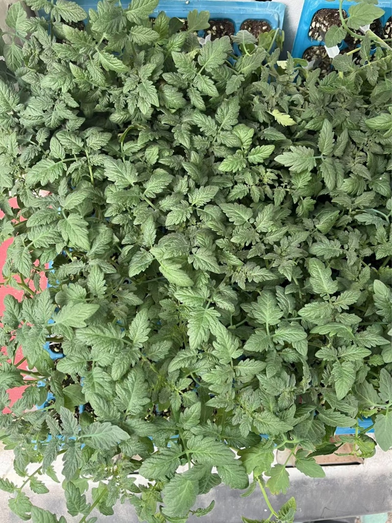 特色口感小番茄苗水果小西红柿苗各种圣女果苗口感好糖度高