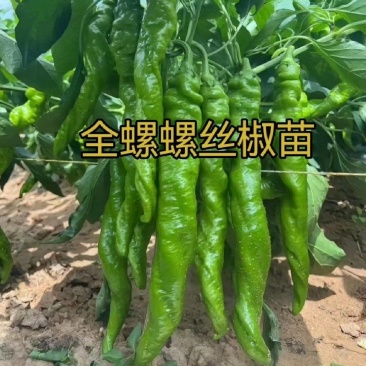 螺丝椒辣椒苗全螺辣椒苗螺旋度好半螺辣椒苗一手货源苗厂直发