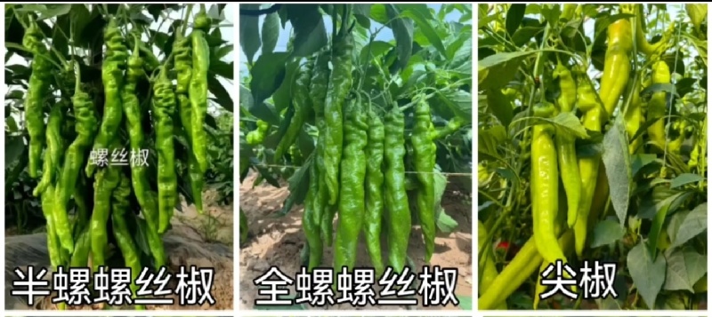 螺丝椒辣椒苗全螺辣椒苗螺旋度好半螺辣椒苗一手货源苗厂直发