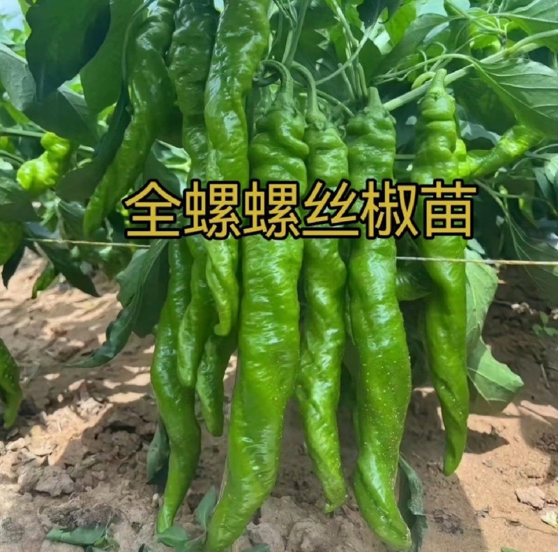螺丝椒辣椒苗全螺辣椒苗螺旋度好半螺辣椒苗一手货源苗厂直发