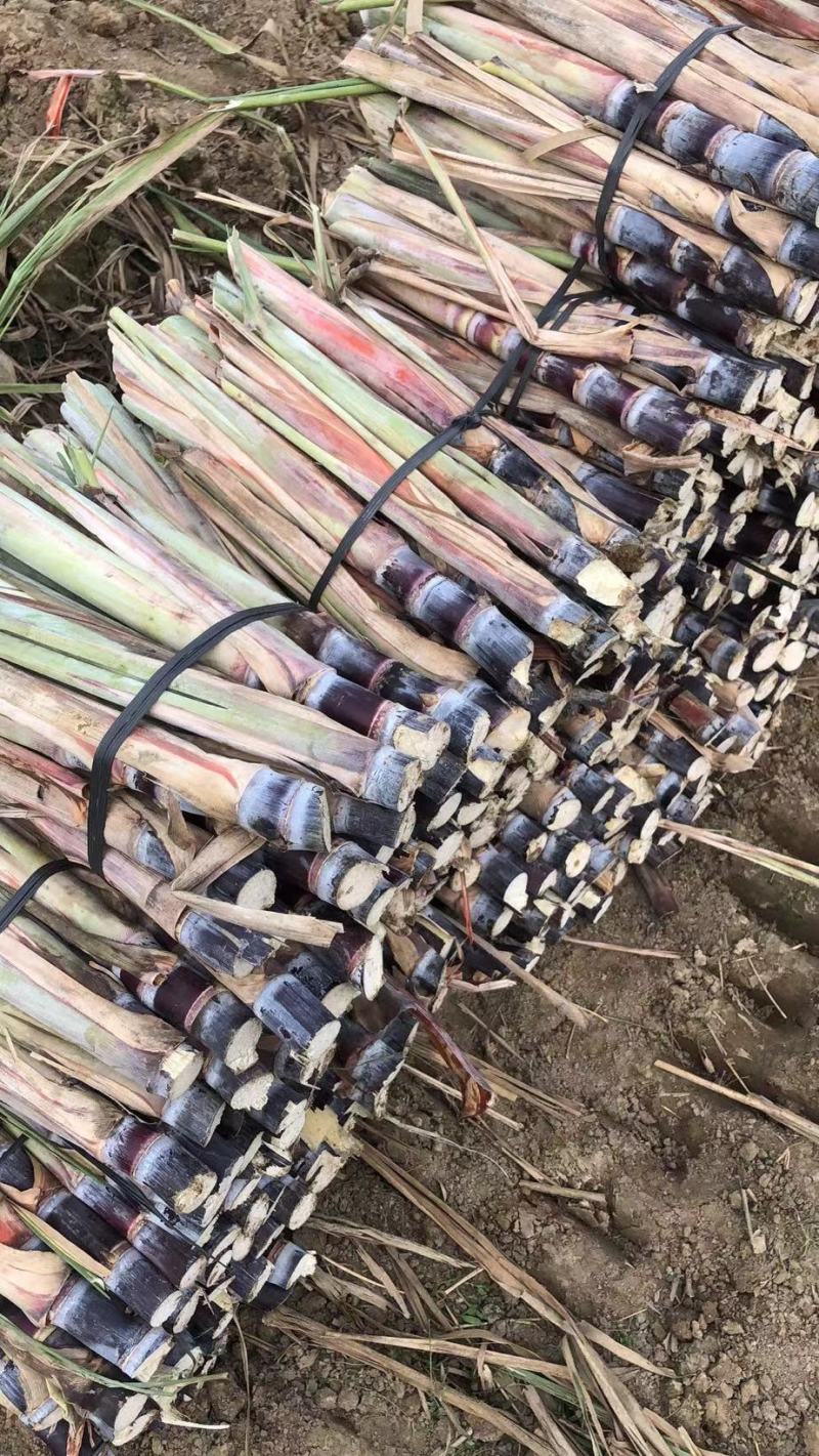 广西黑皮甘蔗种苗产量高成活率高甜度高诚信经营
