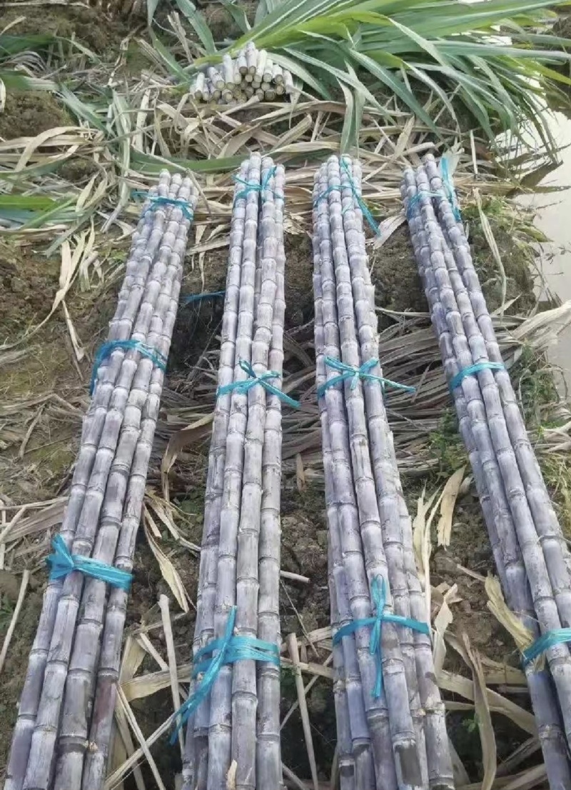 广西黑皮甘蔗种苗产量高成活率高甜度高诚信经营