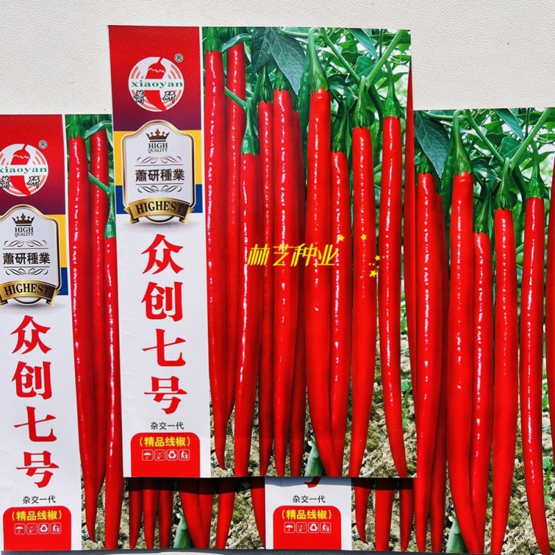 众创七号青红两用长线椒种子熟果鲜红亮香辣果顺直红线椒