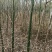 2501苗圃供应美丽异木棉5-10cm地苗乡村绿化