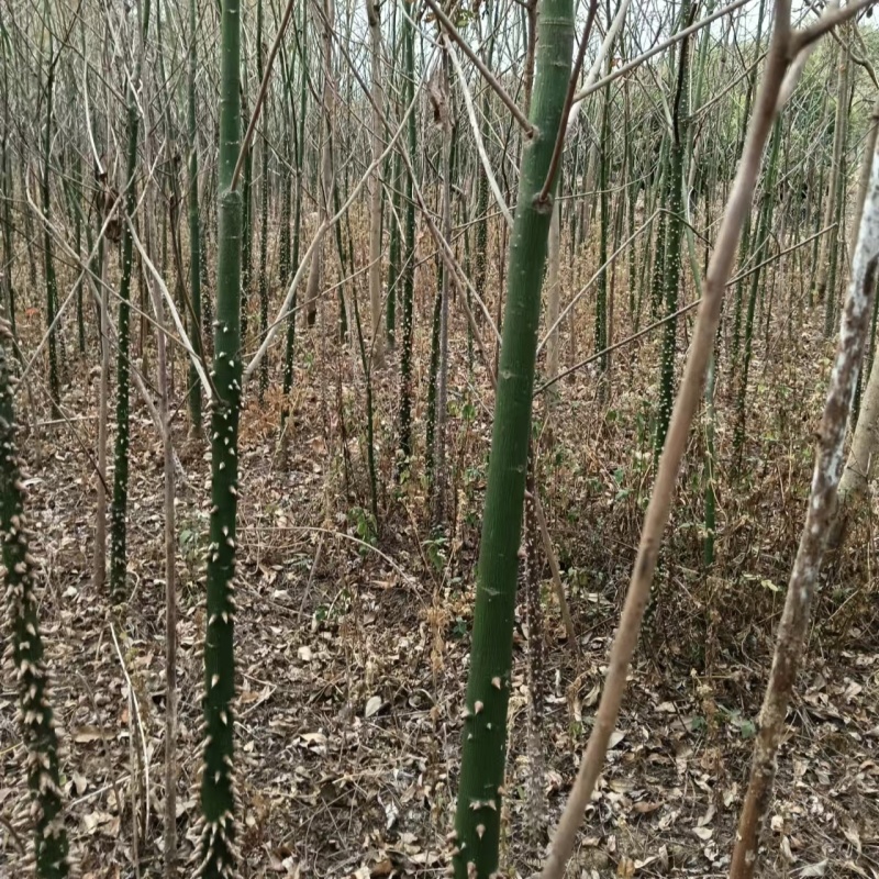 2501苗圃供应美丽异木棉5-10cm地苗乡村绿化