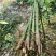 2501苗圃供应美丽异木棉5-10cm地苗乡村绿化