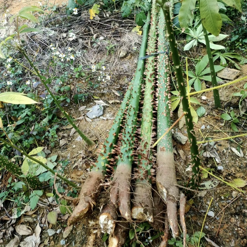 2501苗圃供应美丽异木棉5-10cm地苗乡村绿化
