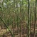 2501苗圃供应美丽异木棉5-10cm地苗乡村绿化