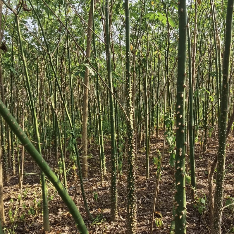 2501苗圃供应美丽异木棉5-10cm地苗乡村绿化