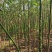 2501苗圃供应美丽异木棉5-10cm地苗乡村绿化
